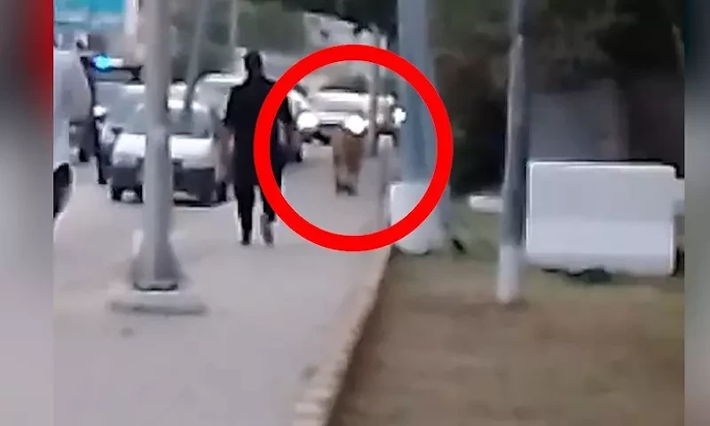 کراچی میں شارع فیصل پر شیر کا گشت، ایک شخص پر حملہ