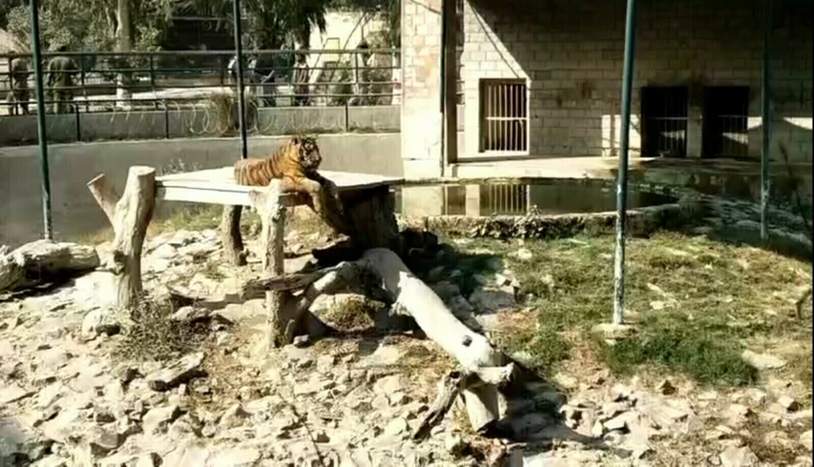 چڑیا گھر میں ٹائیگر کے پنجرے میں جاں بحق شہری ریکارڈ یافتہ ملزم نکلا