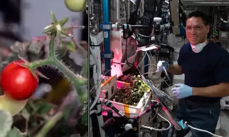 ناسا کا گمشدہ ’خلائی ٹماٹر‘ 8 ماہ بعد مل گیا، خلا باز کھانے کے الزام سے بری