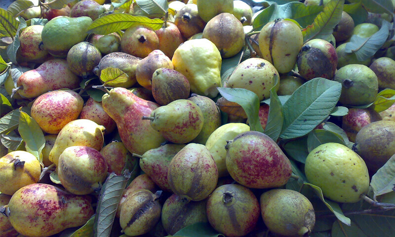 سردیاں آتے ہی لاڑکانہ کی خاص سوغات مارکیٹ میں آگئی