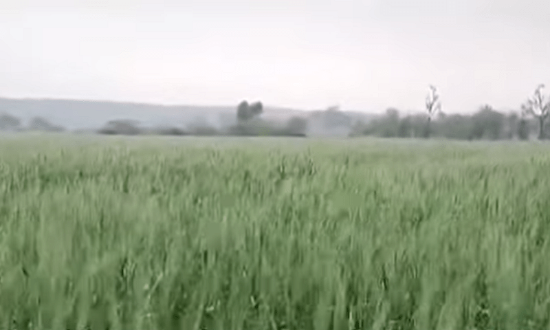 کراچی: ملیر میں بارش سے فصلیں اور باغات لہلہا اٹھے