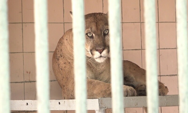 کراچی چڑیا گھر کی رونقیں لوٹ آئیں، نئے جانوروں کی کراچی زو آمد