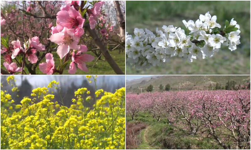 وادی سوات میں پھیلا گلابی رنگ لیکن یہ گلاب کے پھول نہیں