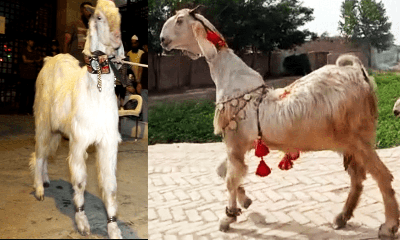 بکرے کی منفرد نسل، چلے تو ایسے جیسے ڈانس کررہا ہو