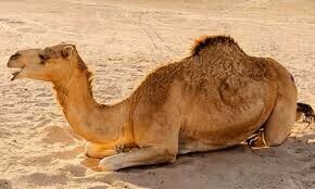 عمر کوٹ میں نامعلوم افراد نے اونٹنی کی چاروں ٹانگیں کاٹ دیں