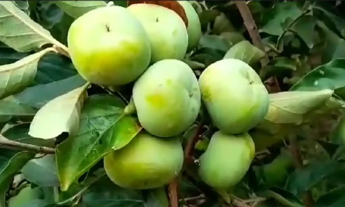 سرد پہاڑوں میں کاشت ہونیوالے جاپانی پھل کی پاکستان کے گرم میدانی علاقوں میں کاشت