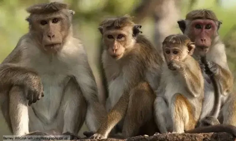 کراچی میں 4 بندر سڑک پر نکل آئے- چڑیا گھر کا واپس لینے سے انکار