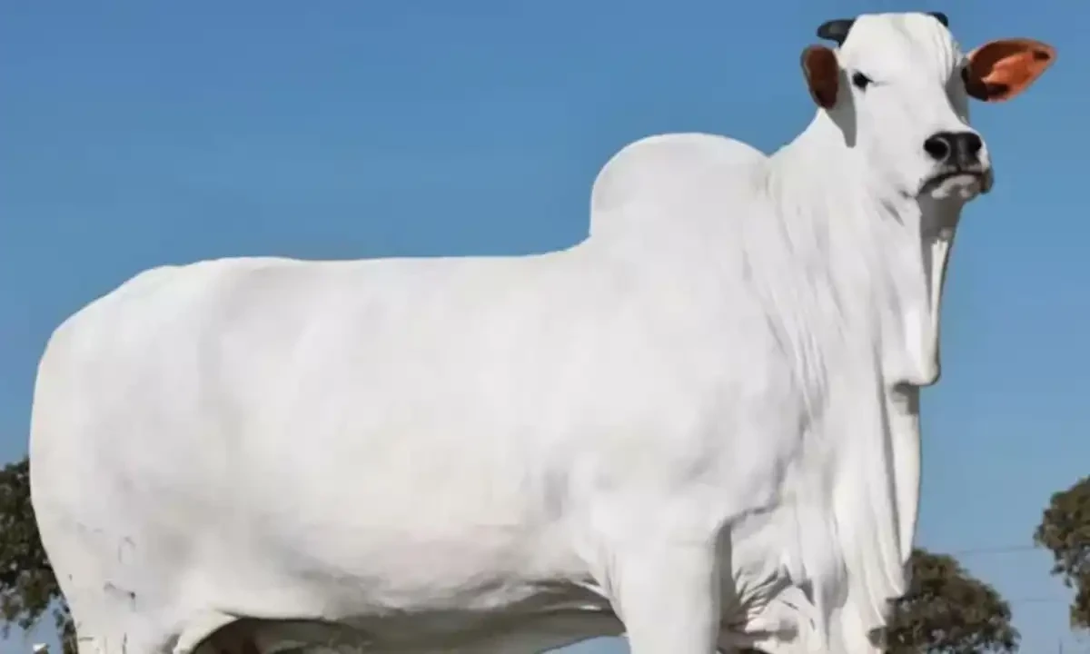 دنیا کی مہنگی ترین نیلور گائے 1 ارب 28 کروڑ روپے میں فروخت