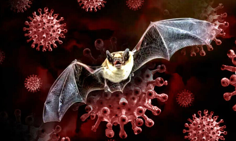 انسانیت کیلئے ایک اور بڑا خطرہ؟ چین نے چمگادڑوں میں نیا ’کورونا وائرس‘ دریافت کرلیا