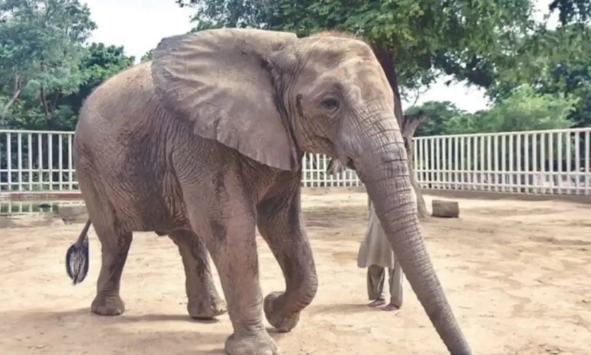 Two elephants at the Safari Pardiagnosed with tuberculosis at Safari Park. Photo via APP news Two elephants at the Safari Pardiagnosed with tuberculosis at Safari Park. Photo via APP news