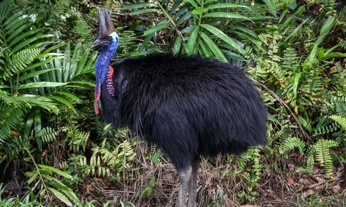 خطرناک جانوروں سے بھرے آسٹریلیا کے باشندے صرف ایک پرندے سے خوفزدہ کیوں؟