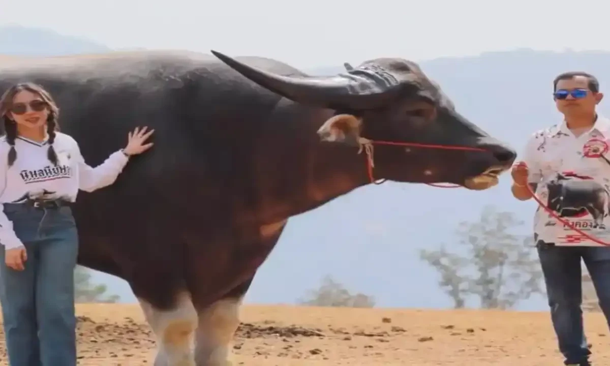 ’کنگ کانگ‘: روزانہ 35 کلو کھانا کھانے والی عظیم الجثہ بھینس نے تہلکہ مچا دیا