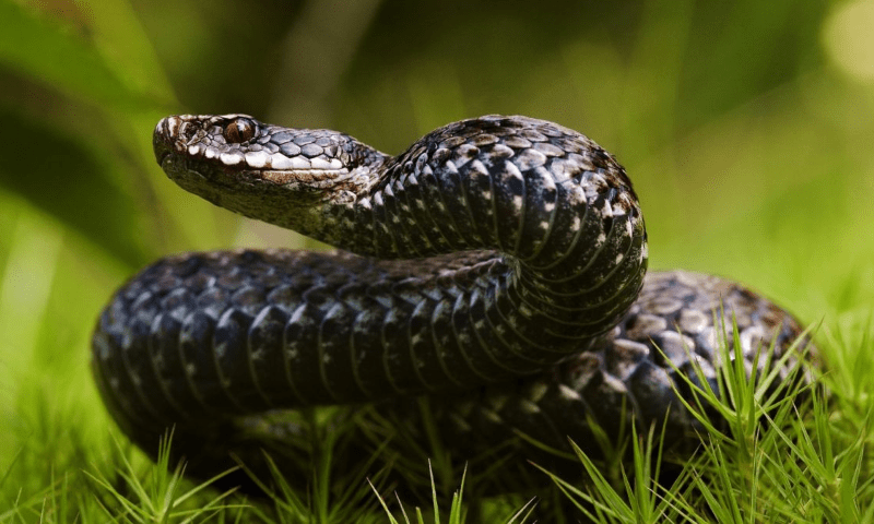 ’کنگ کوبرا‘ نہ ہی ’بلیک مامبا‘ ! دنیا کا سب سے زہریلا جانور کونسا؟