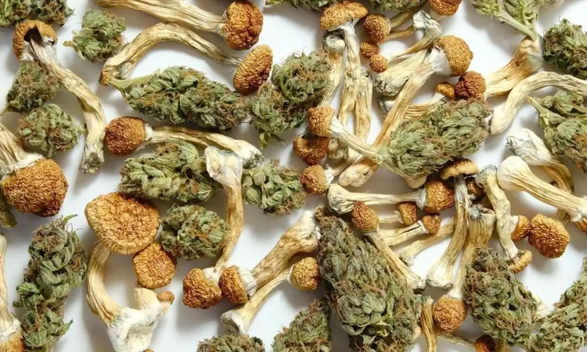 چرس، ہیروئن، ویڈ اور آئس کے بعد کراچی میں نیا مہنگا نشہ &rdquo;شروم&ldquo; آگیا