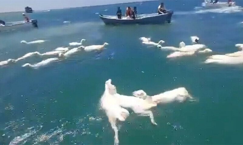 بحیرہ احمر میں کشتی الٹنے سے حجاج کرام کیلئے قربانی کیلئے لائی بھیڑیں سمندر میں گر گئیں