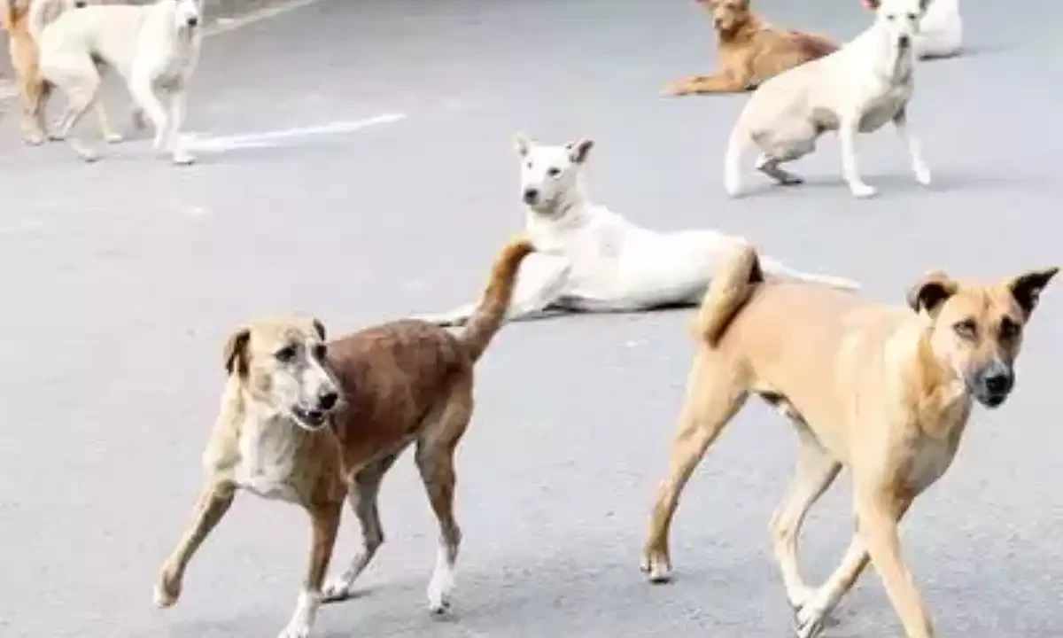 فائل فوٹیج فائل فوٹیج