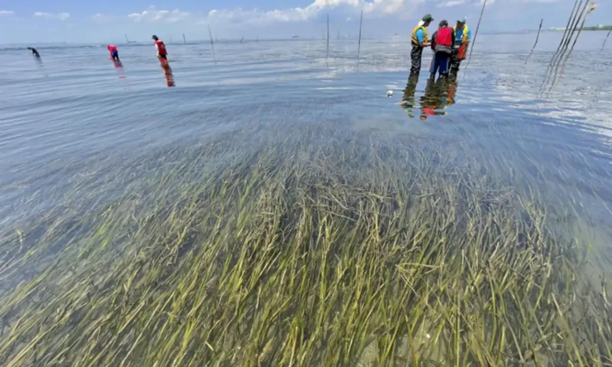 Eelgrass growing on a seaweed bed along the coast of Kisarazu, Chiba Prefecture in June 2022. Photo via Kyodo website Eelgrass growing on a seaweed bed along the coast of Kisarazu, Chiba Prefecture in June 2022. Photo via Kyodo website
