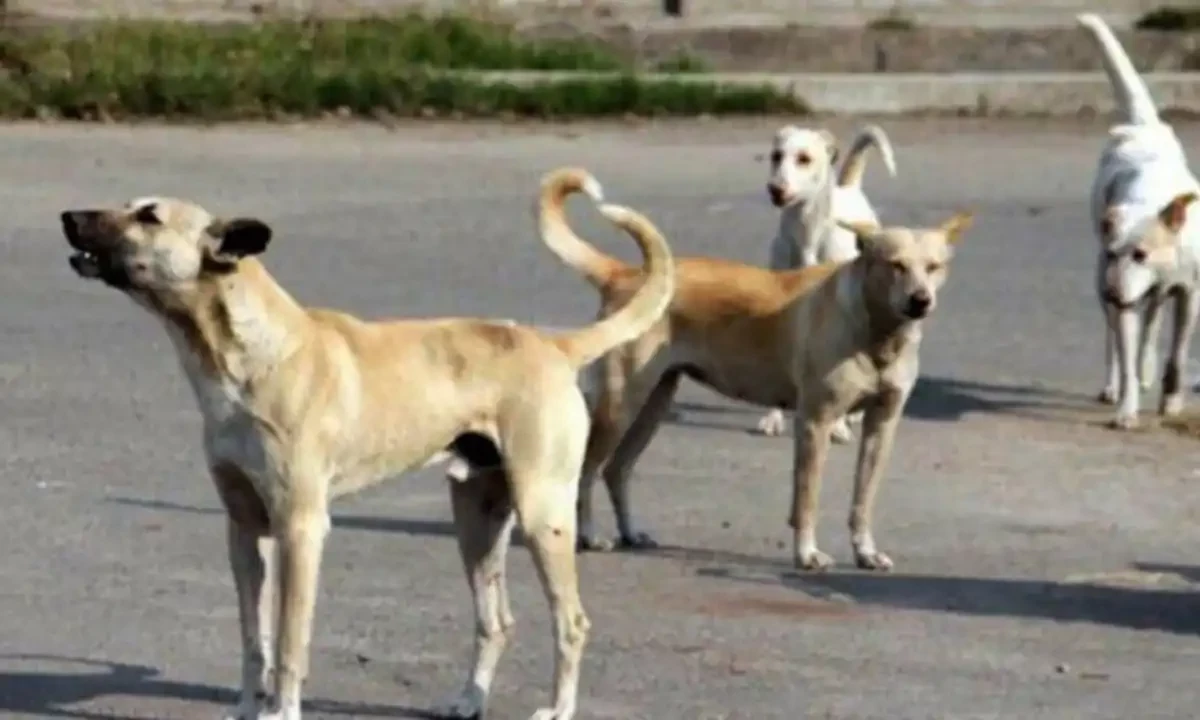 فائل فوٹیج فائل فوٹیج