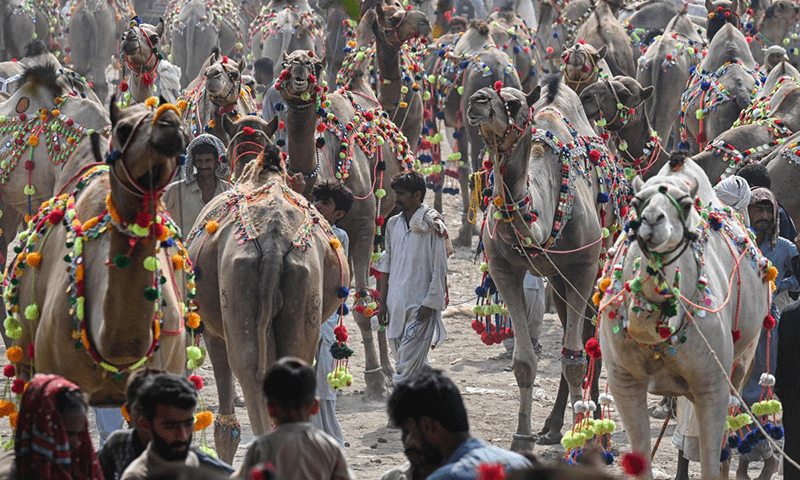 n this picture taken on June 25, 2023, vendors and customers walk amid sacrificial camels at a livestock market ahead of the Muslim festival of Eid al-Adha in Lahore. Hundreds of farmers have camped at livestock markets between Islamabad and its twin city Rawalpindi for two weeks, hoping to sell animals ahead of the annual holy festival starting on June 29 in Pakistan. But with rampant inflation - reaching a record 38 percent in May - markets are attracting smaller crowds. Photo via AFP. n this picture taken on June 25, 2023, vendors and customers walk amid sacrificial camels at a livestock market ahead of the Muslim festival of Eid al-Adha in Lahore. Hundreds of farmers have camped at livestock markets between Islamabad and its twin city Rawalpindi for two weeks, hoping to sell animals ahead of the annual holy festival starting on June 29 in Pakistan. But with rampant inflation - reaching a record 38 percent in May - markets are attracting smaller crowds. Photo via AFP.