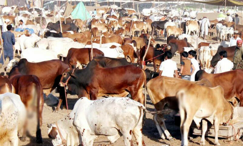فائل فوٹیج فائل فوٹیج