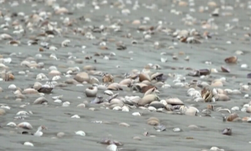 کراچی کا ساحل سیپیوں سے سج گیا؛ قدرتی منظر، ماحولیاتی اشارے اور روزگار کا ذریعہ