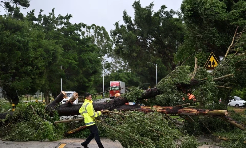 Rescue workers remove fallen trees on a road after Typhoon Wipha made landfall in Taishan, Guangdong province, China July 20, 2025. cnsphoto via REUTERS Rescue workers remove fallen trees on a road after Typhoon Wipha made landfall in Taishan, Guangdong province, China July 20, 2025. cnsphoto via REUTERS
