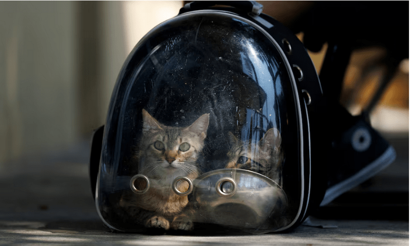 A man drops off two stray kittens in a clear plastic backpack at the County of Los Angeles Department of Animal Care and Control as the shelter struggles with overcrowding caused by pets abandoned during recent ICE raids, in Downey, California. Reuters A man drops off two stray kittens in a clear plastic backpack at the County of Los Angeles Department of Animal Care and Control as the shelter struggles with overcrowding caused by pets abandoned during recent ICE raids, in Downey, California. Reuters