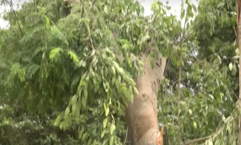 The 150-year-old banyan tree that collapsed during recent rains at Qasr-e-Naz. Screebgrav