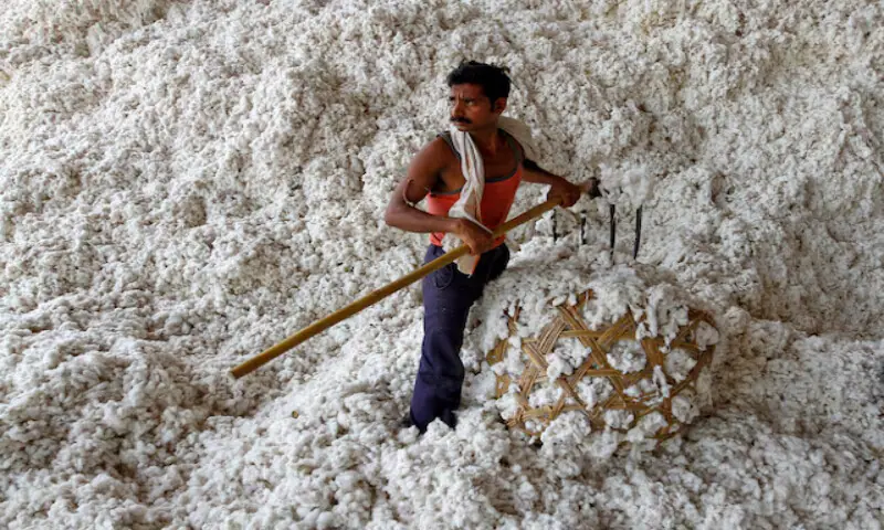 A labourer fills cotton in a basket at a cotton processing unit in Kati town, 50km north of the western Indian city of Ahmedabad. – Reuters file A labourer fills cotton in a basket at a cotton processing unit in Kati town, 50km north of the western Indian city of Ahmedabad. – Reuters file