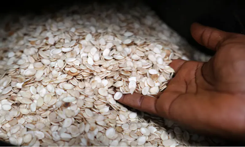 Egusi (melon) seeds are displayed at a market in Lagos, Nigeria, on August 12, 2025. Reuters file Egusi (melon) seeds are displayed at a market in Lagos, Nigeria, on August 12, 2025. Reuters file
