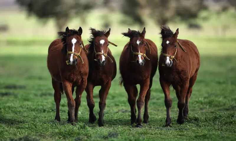 The world’s first genetically edited horses go for a gallop around an enclosure in San Antonio de Areco, Buenos Aires, Argentina. – Reuters