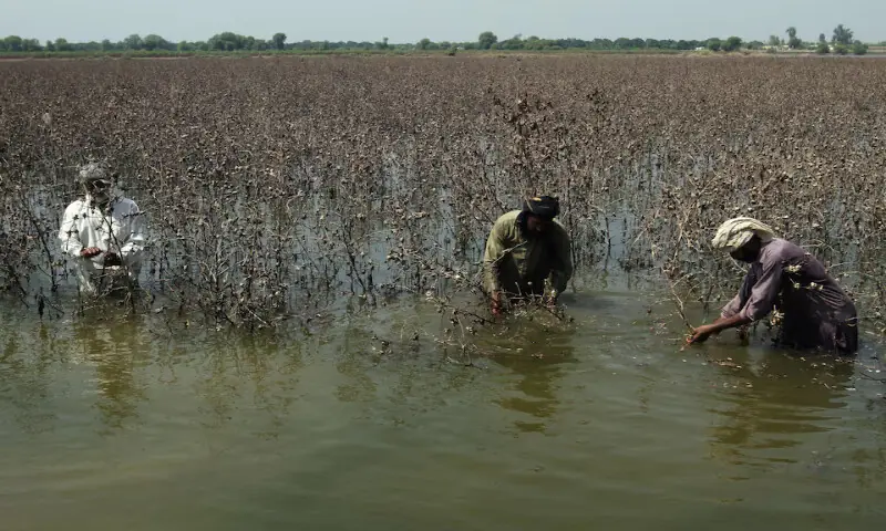 Farmers inspect damaged cotton crop following monsoon rains and flooding in Kabirwala. – Reuters Farmers inspect damaged cotton crop following monsoon rains and flooding in Kabirwala. – Reuters