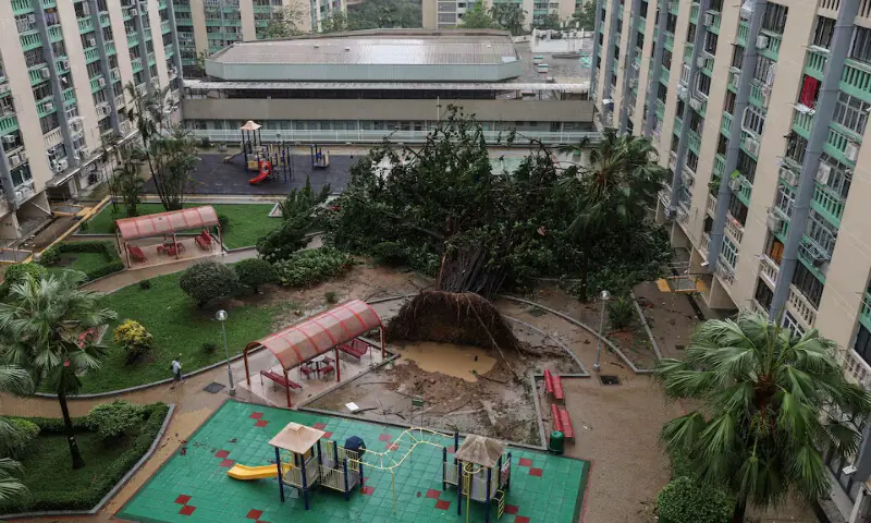 A tree lies toppled by Super Typhoon Ragasa’s fierce winds in Hong Kong, China. – Reuters A tree lies toppled by Super Typhoon Ragasa’s fierce winds in Hong Kong, China. – Reuters
