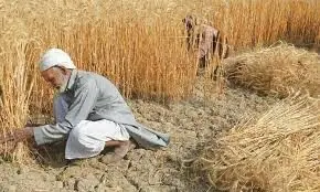 Wheat Policy 2025-26 approved: Govt decides to give fair price to farmers Wheat Policy 2025-26 approved: Govt decides to give fair price to farmers