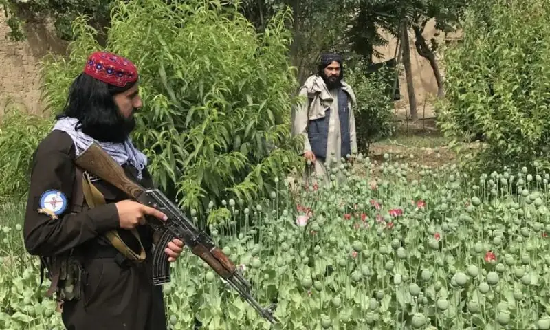 افغانستان سے خیبر پختونخوا تک پھیلے منشیات کے نئے نیٹ ورک کو سیاسی سرپرستی حاصل افغانستان سے خیبر پختونخوا تک پھیلے منشیات کے نئے نیٹ ورک کو سیاسی سرپرستی حاصل