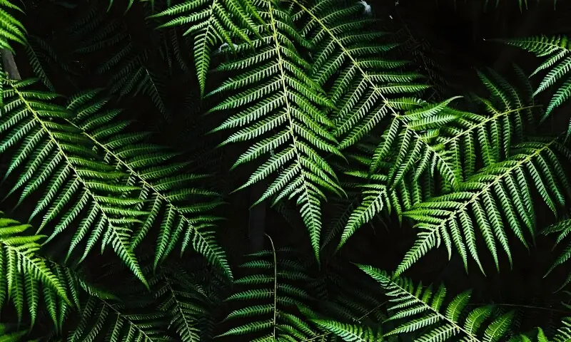 نایاب پتھر پیدا کرنے والا پودا دریافت