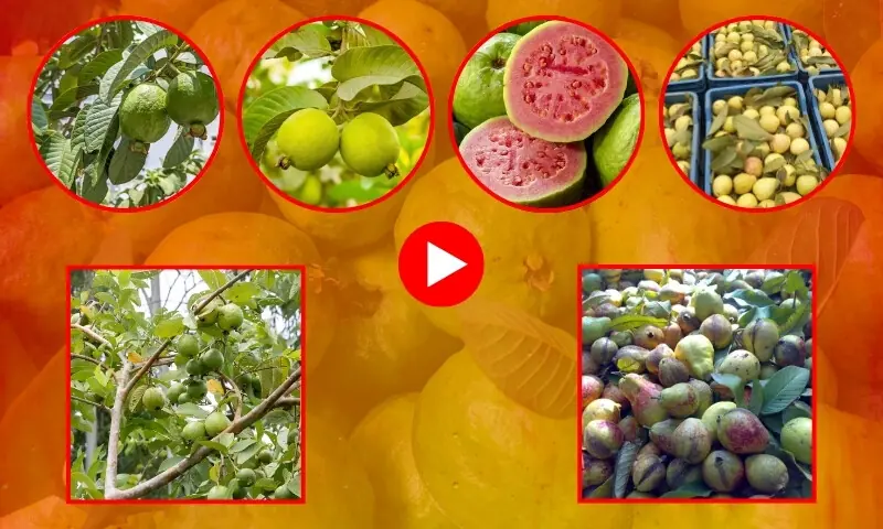 بازاروں میں ذائقہ دار امرود کا راج