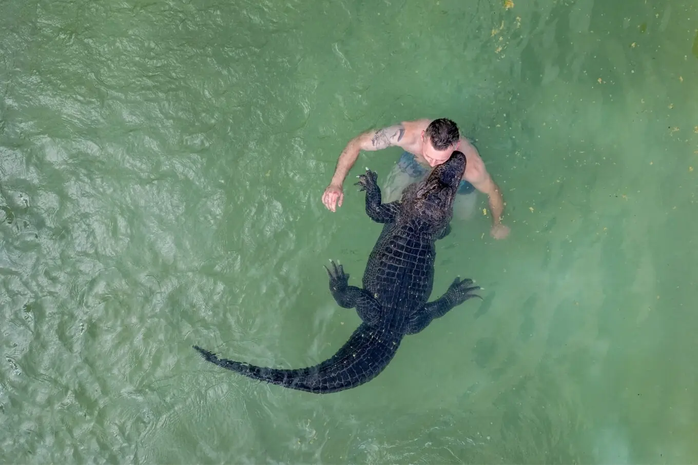 جرمنی کے شہر ایلمن ہورسٹ میں یکم اگست کو سابق سرکس آرٹسٹ کرسٹین کولِس امریکی مگرمچھ مسز مئیر کے ساتھ آؤٹ ڈور پول میں تیراکی کر رہے ہیں۔ جرمنی کے شہر ایلمن ہورسٹ میں یکم اگست کو سابق سرکس آرٹسٹ کرسٹین کولِس امریکی مگرمچھ مسز مئیر کے ساتھ آؤٹ ڈور پول میں تیراکی کر رہے ہیں۔