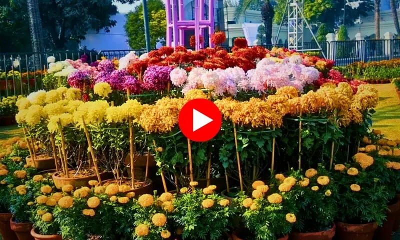 لاہور گلِ داؤدی کے حسین رنگوں سے سج گیا