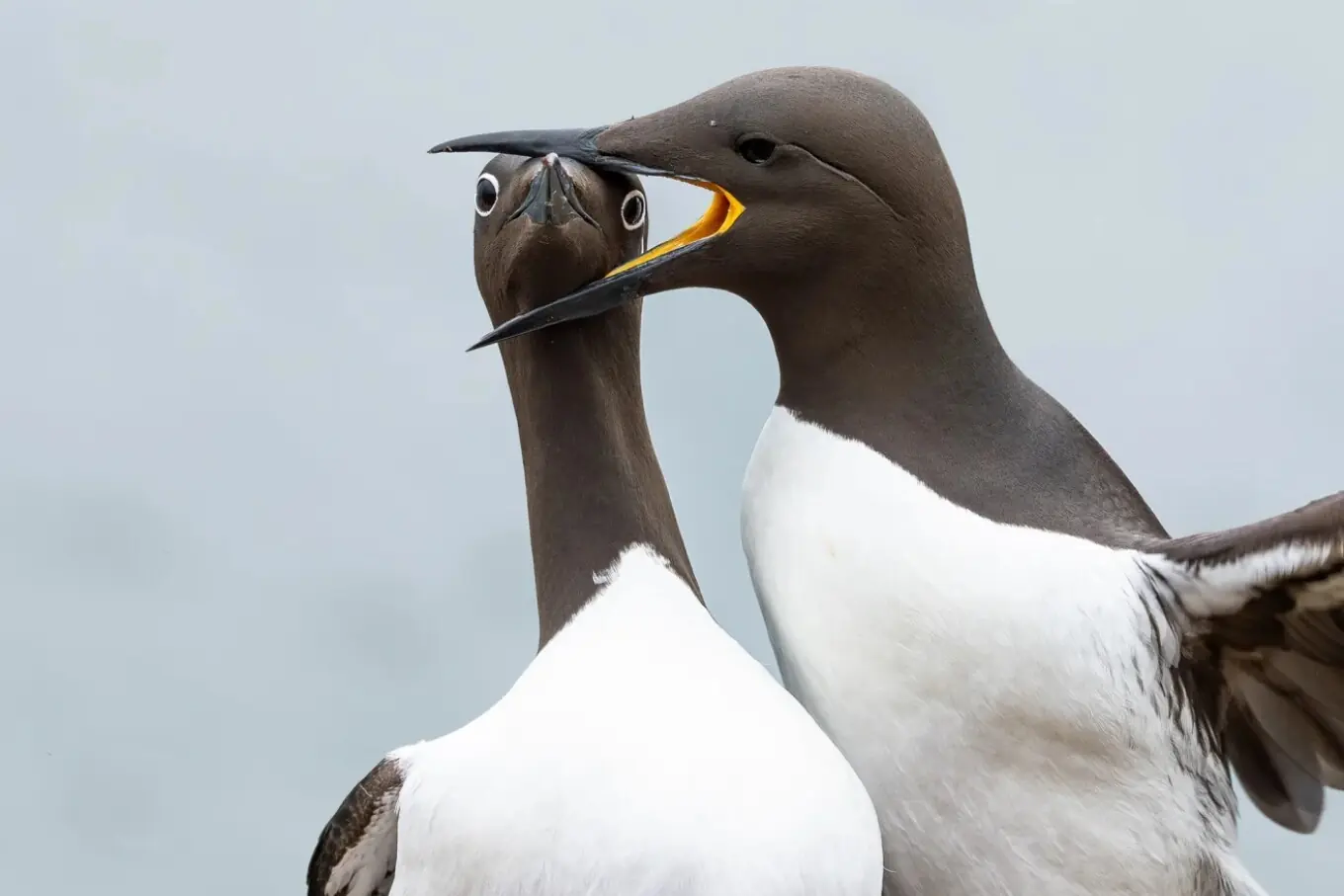 وارن پرائس کی دو پرندوں (گیلموٹس) کی تصویر، جس کا عنوان ”ہیڈ لاک“ ہے، اس نے نیکون کامیڈی وائلڈ لائف ایوارڈز میں پرندوں کی کیٹیگری میں پہلا انعام جیتا۔ وارن پرائس کی دو پرندوں (گیلموٹس) کی تصویر، جس کا عنوان ”ہیڈ لاک“ ہے، اس نے نیکون کامیڈی وائلڈ لائف ایوارڈز میں پرندوں کی کیٹیگری میں پہلا انعام جیتا۔
