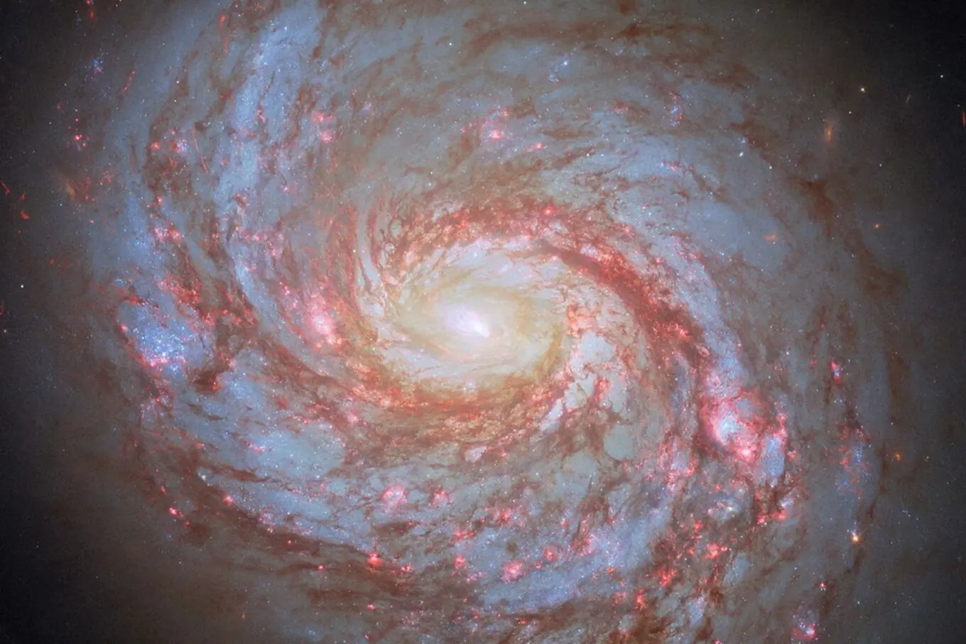 ہبل اسپیس ٹیلی اسکوپ کی یہ تصویر اسپائرل کہکشاں میسئیر 77 (اسکوئڈ کہکشاں) کو دکھاتی ہے، جس کے ڈسک کے گرد لمبی ریشوں والی ساخت خلیوں کی طرح لپٹی ہوئی ہے اور یہ ستاروں سے بھرے سیٹس کی توجہ کھینچتی ہے۔