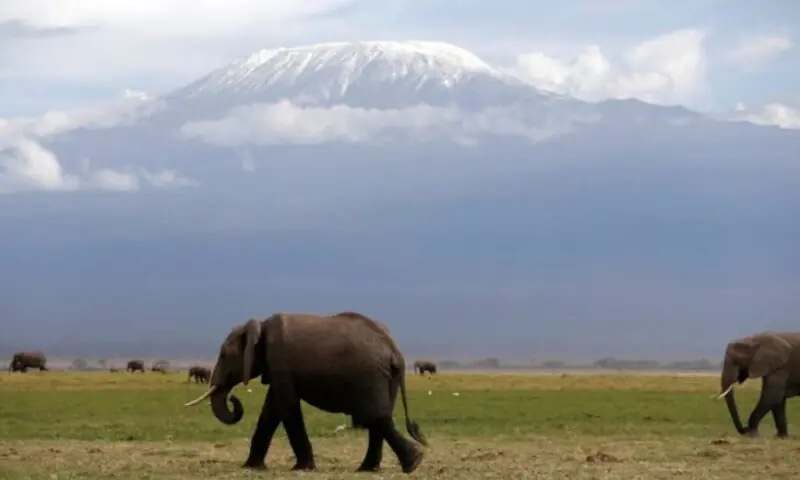 Elephants walk in Amboseli National Park in front of Kilimanjaro mountain, Kenya, on March 17, 2017. Reuters file