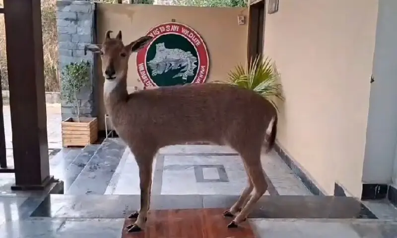 According to officials, the goral population is found in significant numbers across parts of Hazara Division.