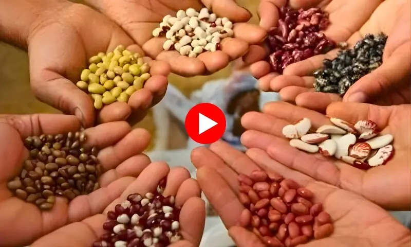 ہائبرڈ بیج کی فصل فائدہ مند یا نقصاندہ