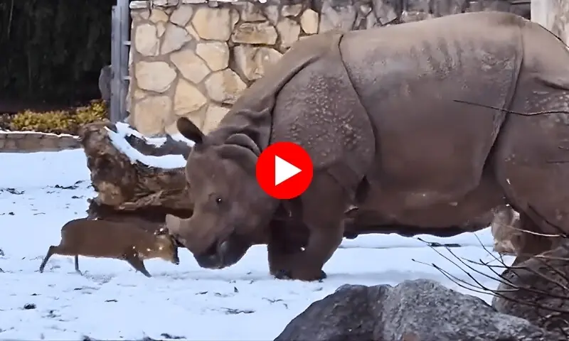 گینڈے اور ننھے ہرن کی لڑائی