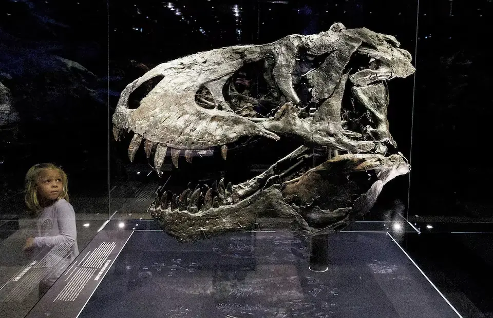 Skull of Tyrannosaurus rex. &ndash; Reuters