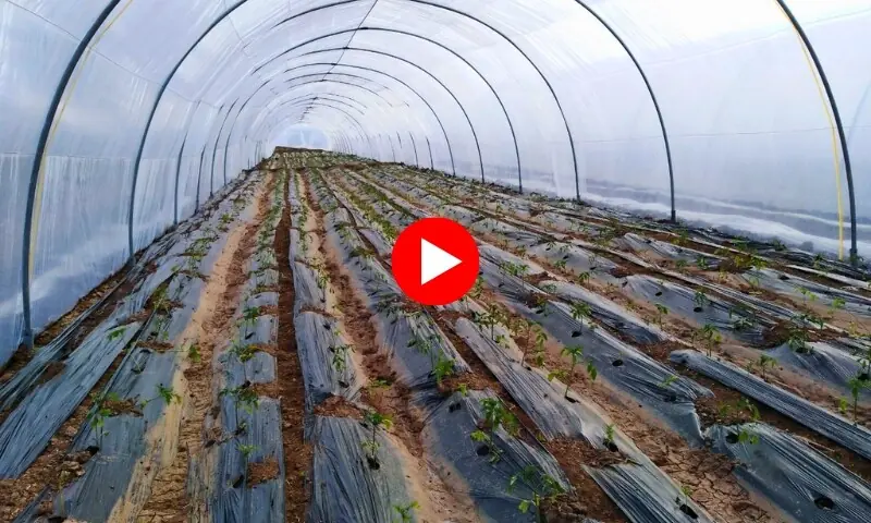 ٹنل فارمنگ: کم پانی، زیادہ پیداوار