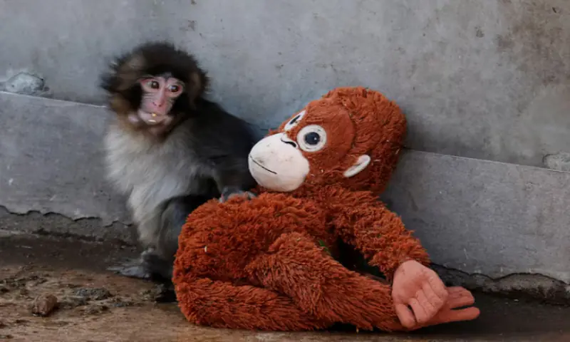 A baby Japanese macaque named Punch sits next to a stuffed orangutan at Ichikawa City Zoo, in Ichikawa, Chiba Prefecture, Japan. &ndash; Reuters