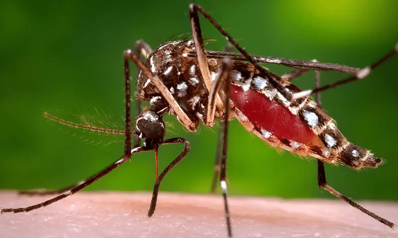 Dengue mosquito. – Reuters file Dengue mosquito. – Reuters file
