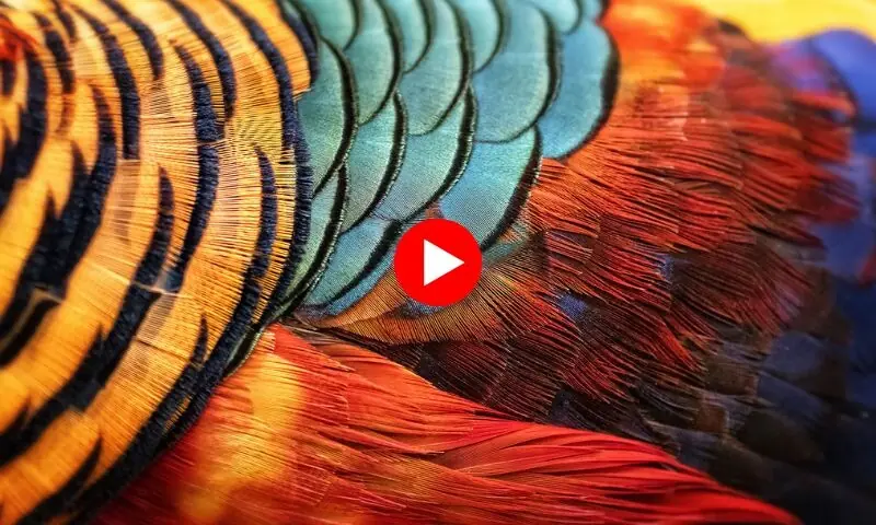 اصل سُرخاب کیسا دکھتا ہے؟